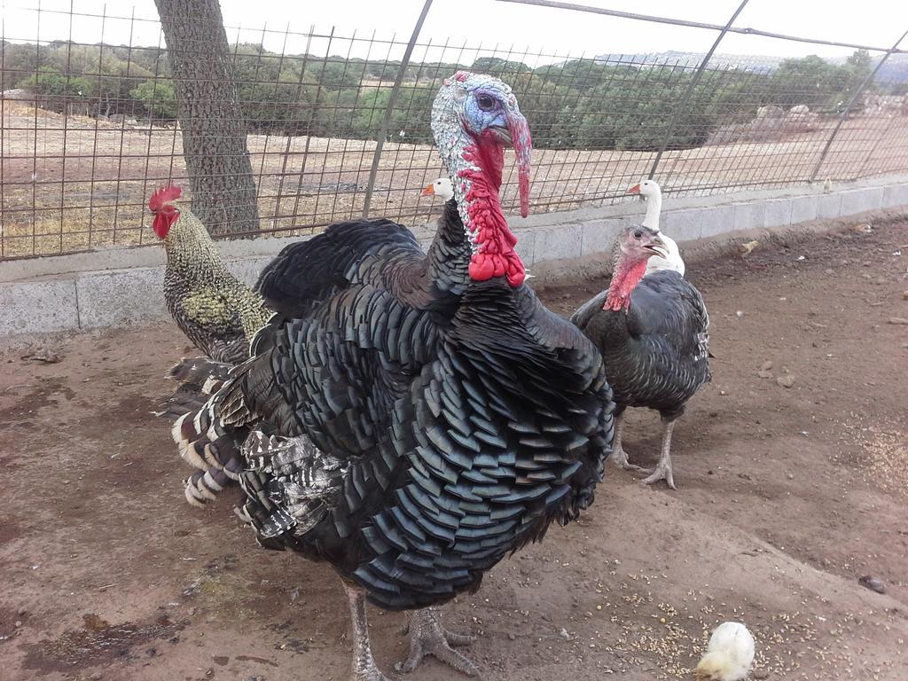 Chiaramonti Agriturismo Pentuma מראה חיצוני תמונה