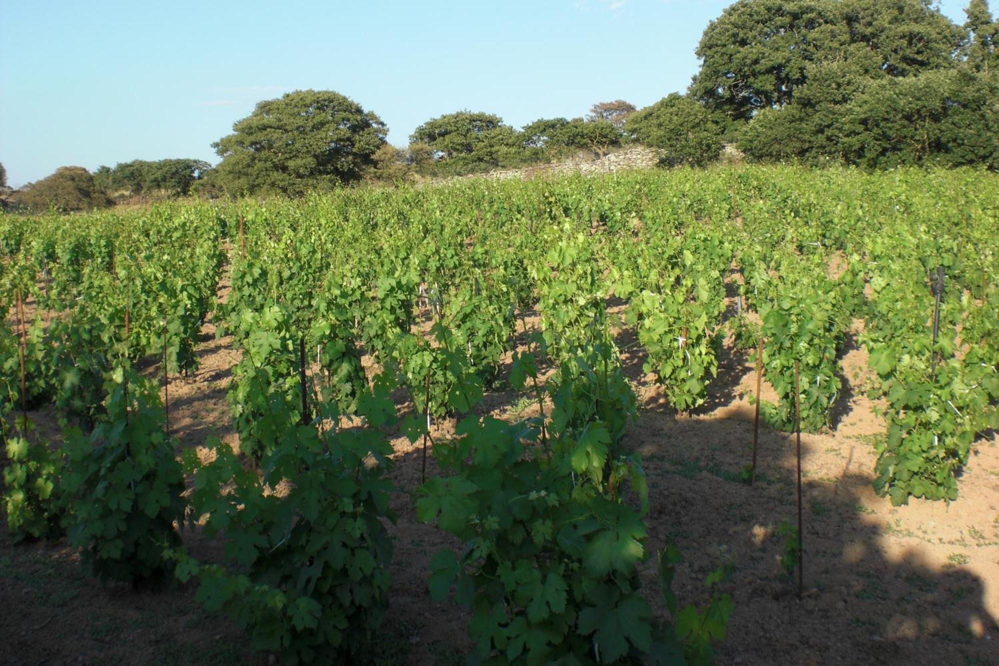 Chiaramonti Agriturismo Pentuma מראה חיצוני תמונה