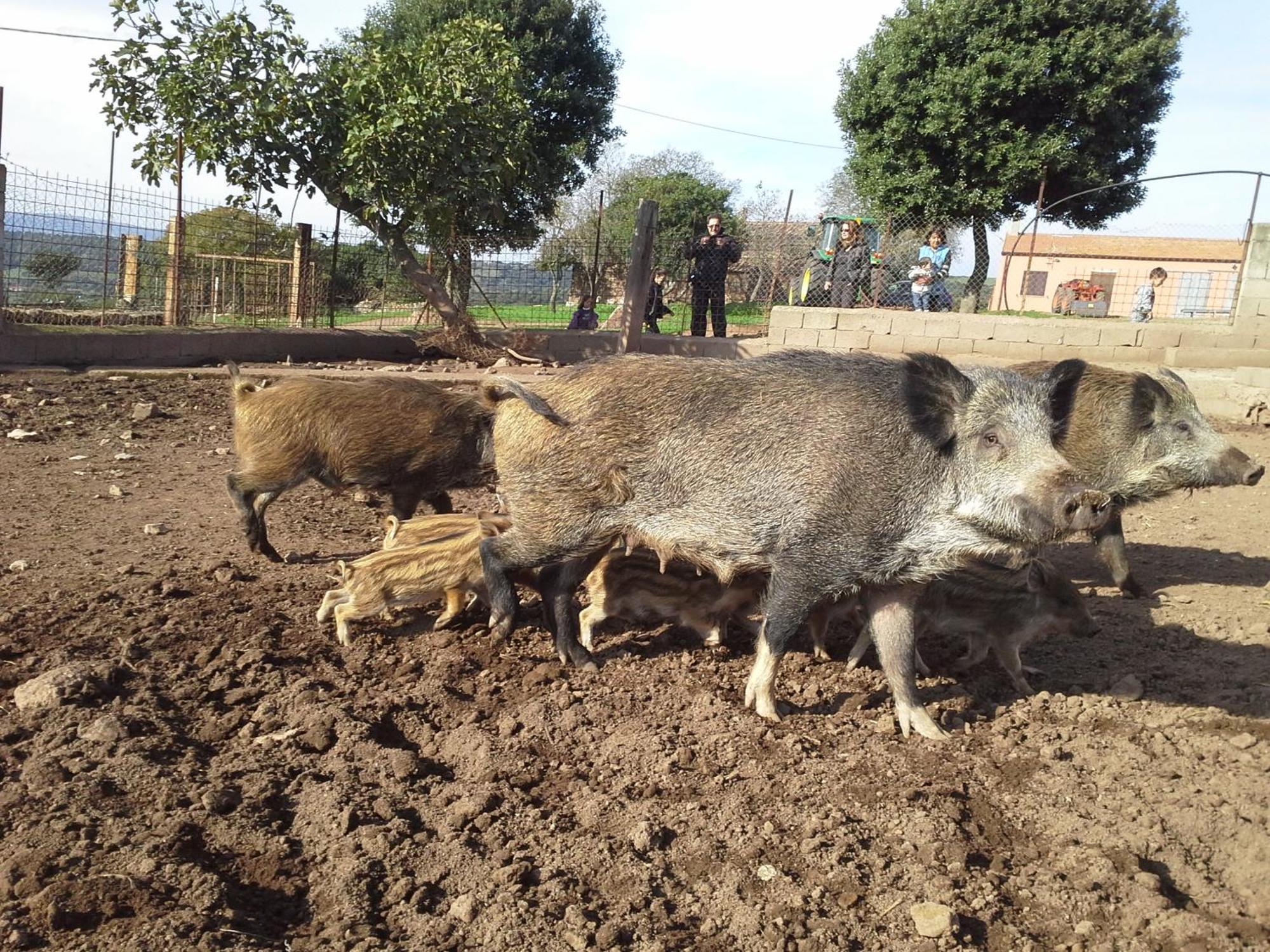 Chiaramonti Agriturismo Pentuma מראה חיצוני תמונה