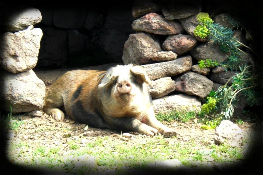 Chiaramonti Agriturismo Pentuma מראה חיצוני תמונה
