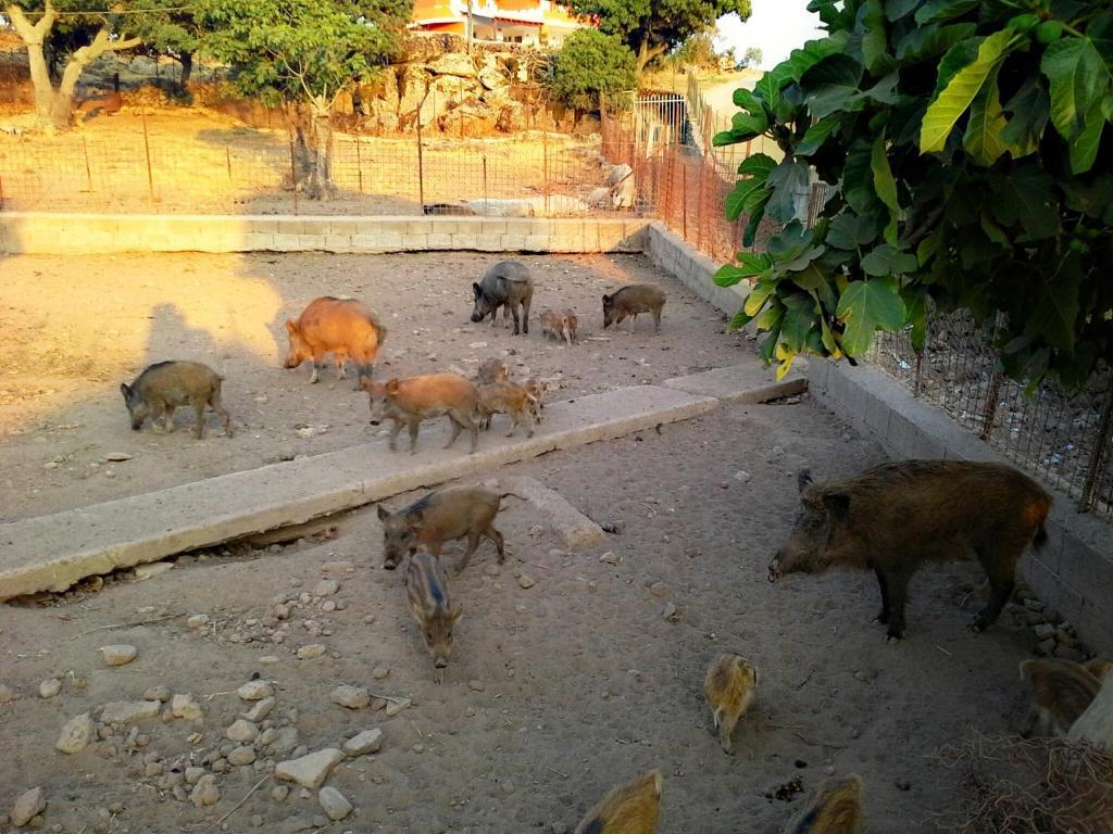 Chiaramonti Agriturismo Pentuma מראה חיצוני תמונה