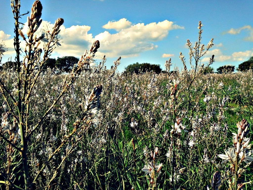 Chiaramonti Agriturismo Pentuma מראה חיצוני תמונה